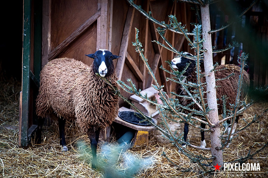_MG_7083